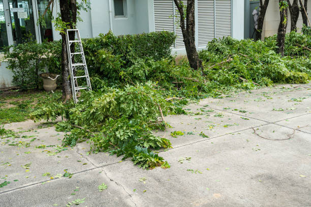  Gallup, NM Tree Services Pros