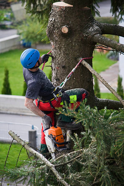 Best Palm Tree Trimming  in Gallup, NM